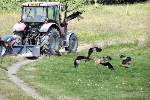 red kites feeding
